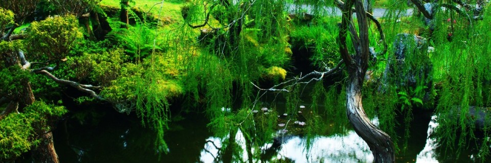 Japanese tea garden Japanese tea garden